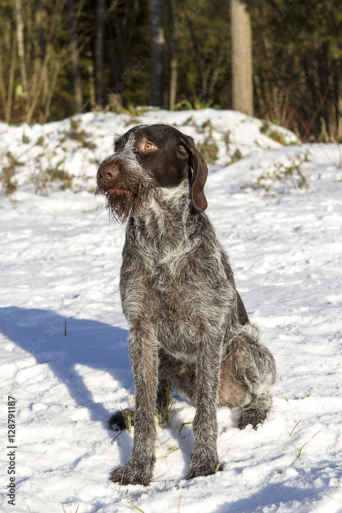 dog breed drathaar hunter sitting in the snow, his beard in the snow. sad face