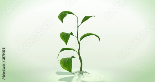 Green plant growing in timelapse, alpha channel, 4K