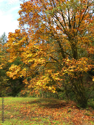 Fall Color