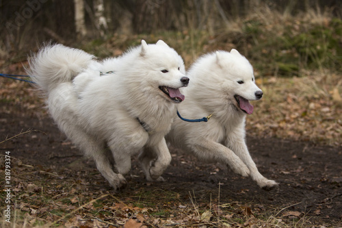 Twee witte husky's vol in de strijd.