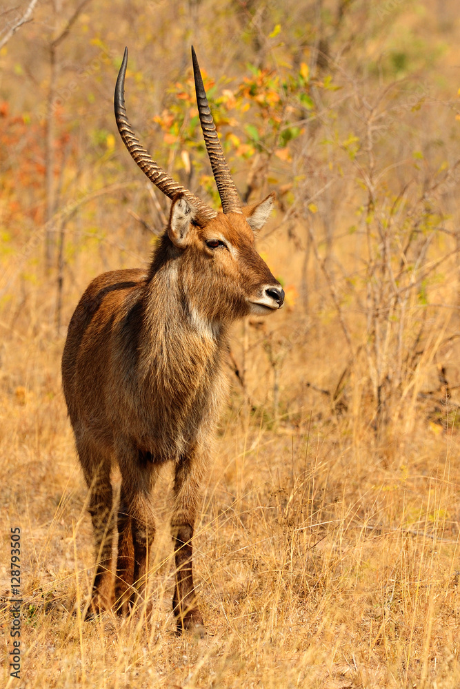 Waterbuck Waterbuck