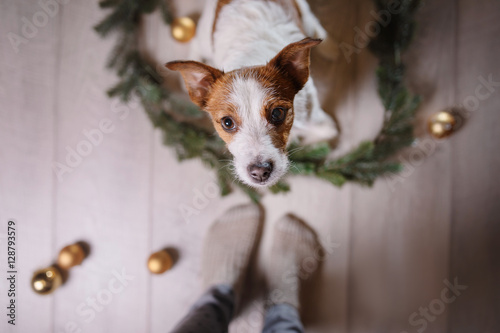 Fototapeta Naklejka Na Ścianę i Meble -  Happy New Year, Christmas, Jack Russell Terrier. holidays and celebration, pet in the room