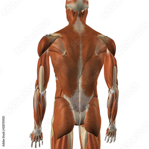 Male Back Muscles © HANK GREBE