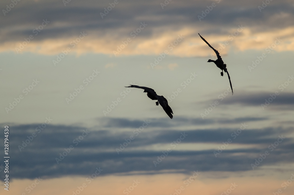 Fototapeta premium Two Silhouetted Geese Flying in the Beautiful Sunset Sky