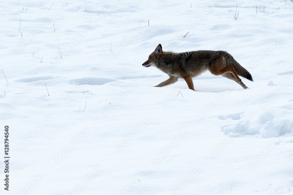 Coyote hunting in the snow