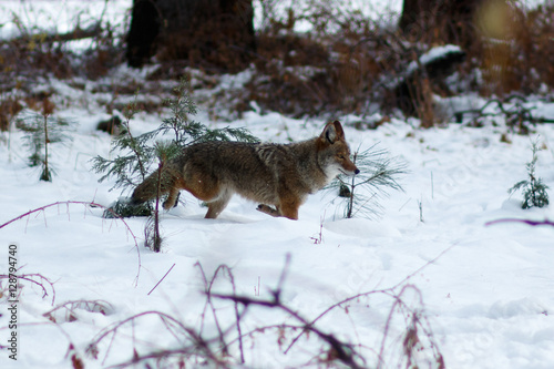 Coyote hunting in the snow © davidhoffmann.com