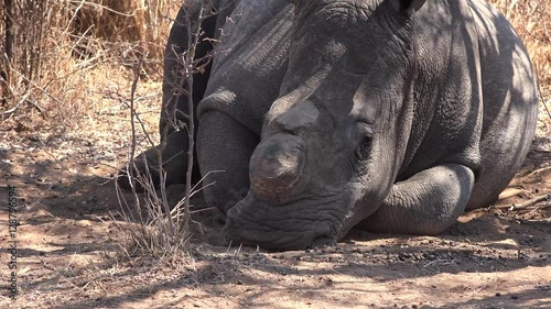 Dehorned white Rhino near Metabos National Park (Zimbabwe) as 4k footage photo