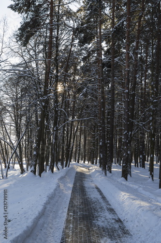 Road in the winter park