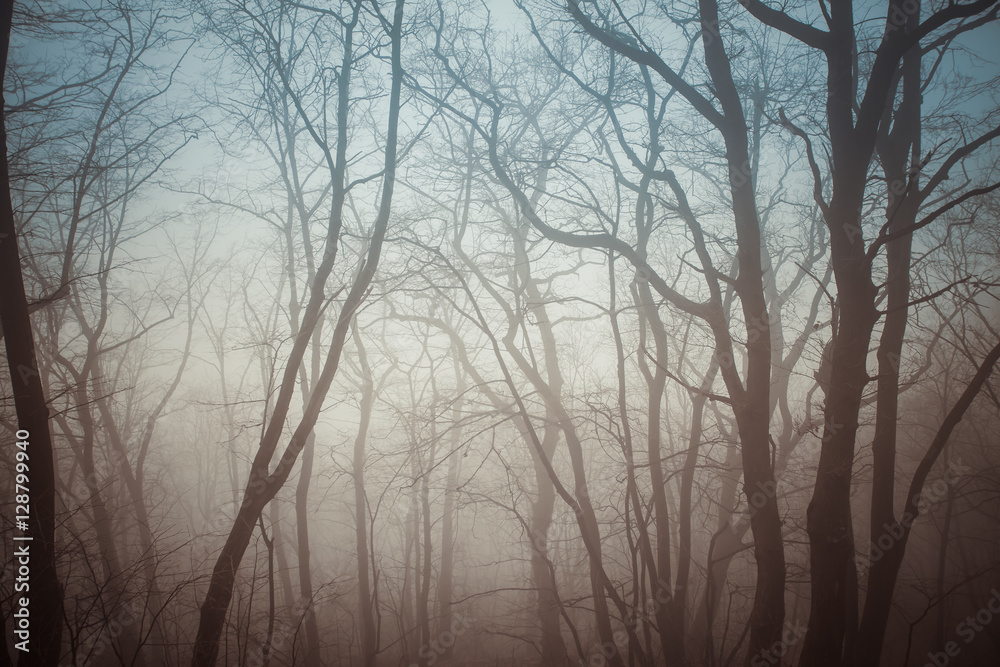 Forest in the mist. Forest in the mist.