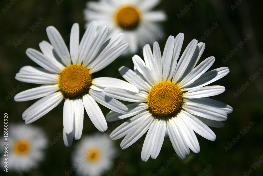 Obraz premium White Daisy