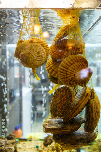 Seashells scallops hanging in the net in the aquarium in the res
