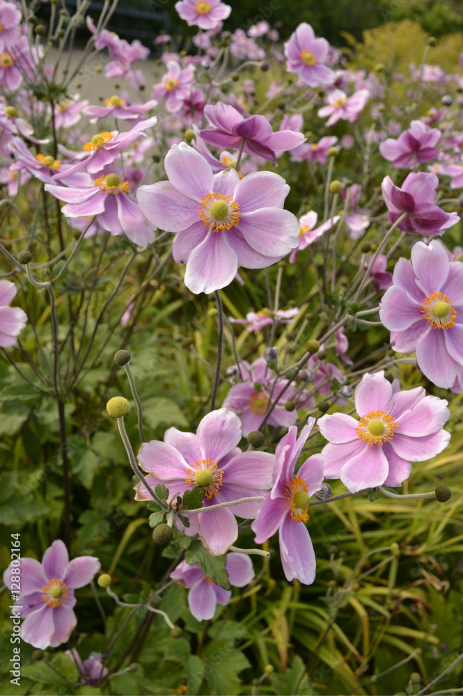 Blumen Blumen