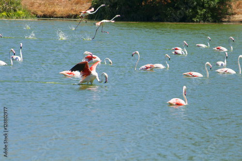 Flamingo