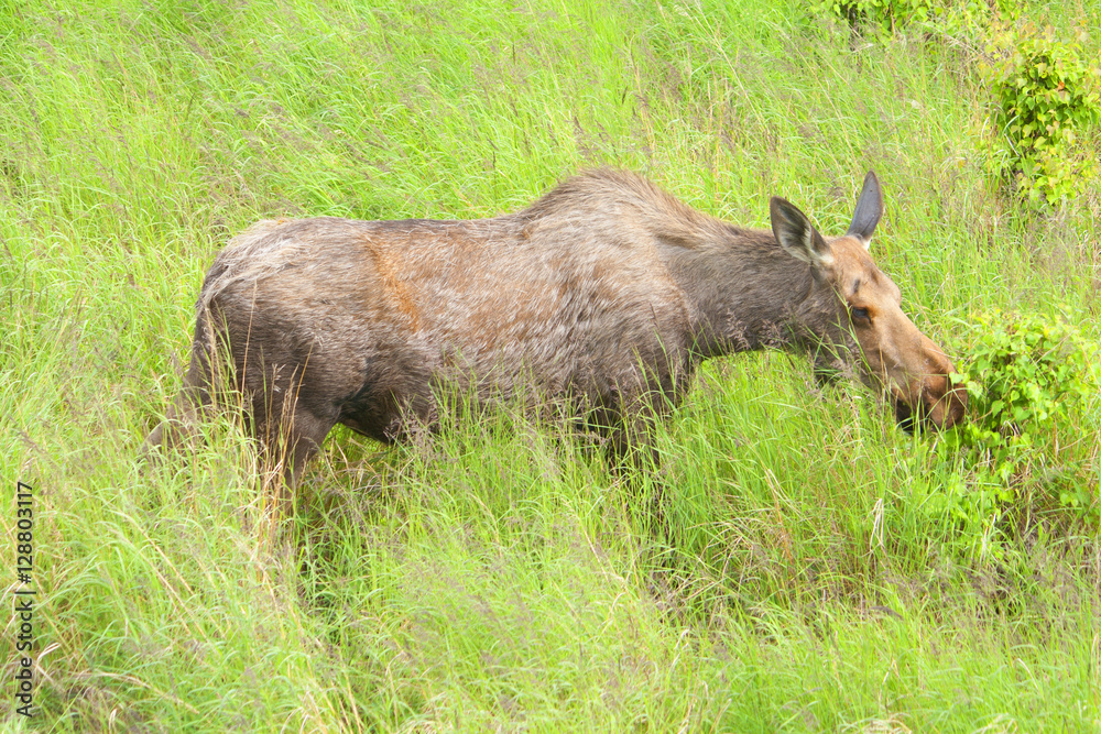 Moose Moose