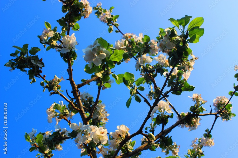 Blossoming apple Blossoming apple