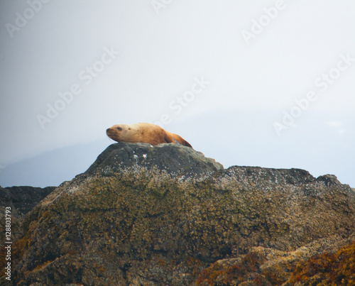 Sea Lion