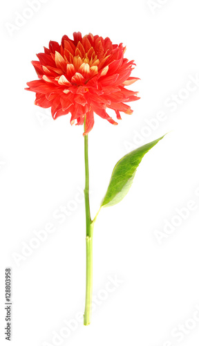 Beautiful red dahlia flower, isolated on white