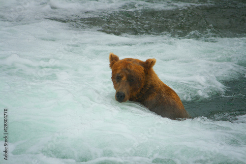 Bear Salmon Fishing