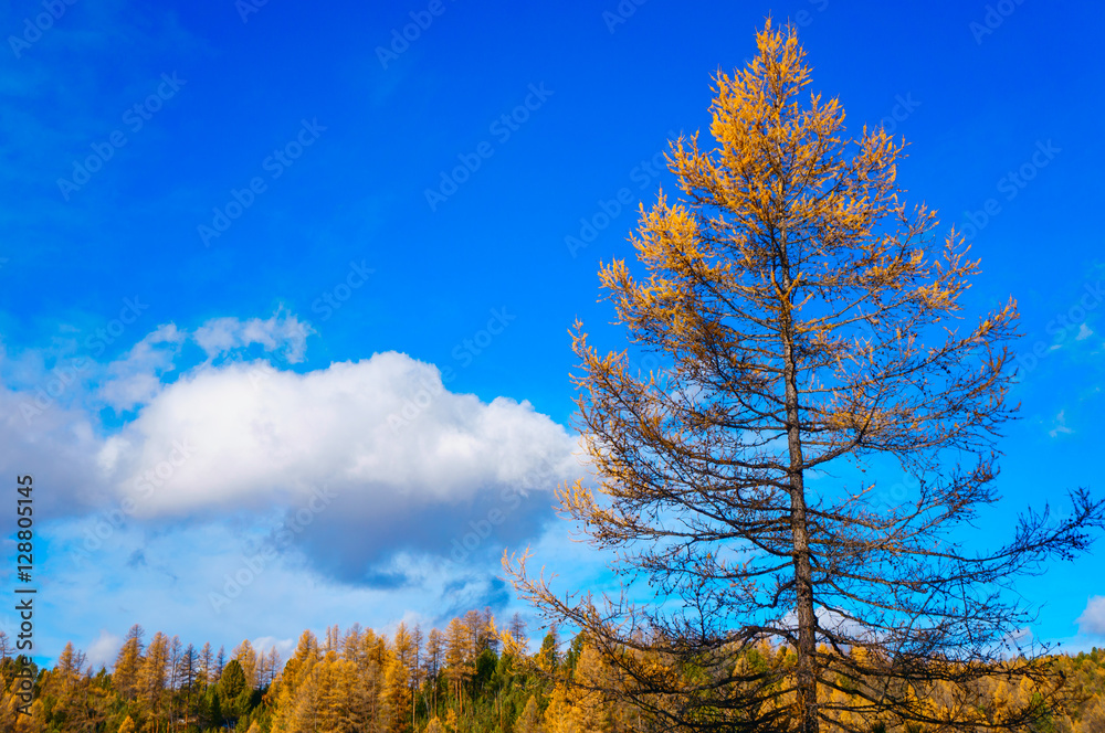 Yellow larch with blue sky in the background in autumn