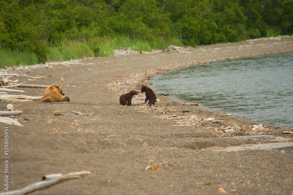 Bear Cubs Playing