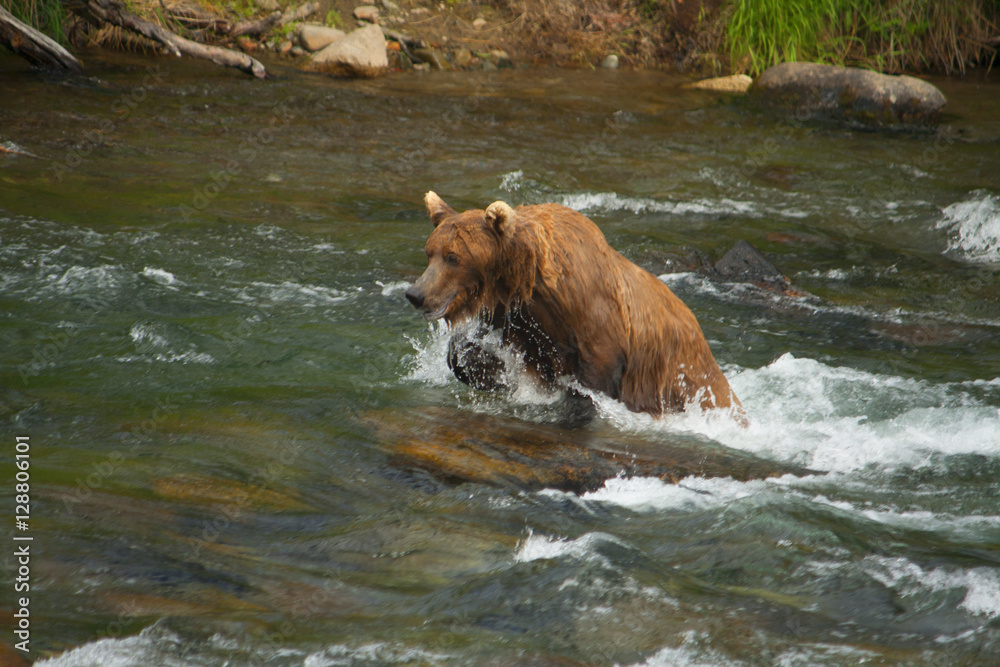 Bear Salmon Fishing Bear Salmon Fishing