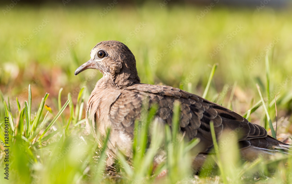 Macro of a turtledove - Shallow depth of field