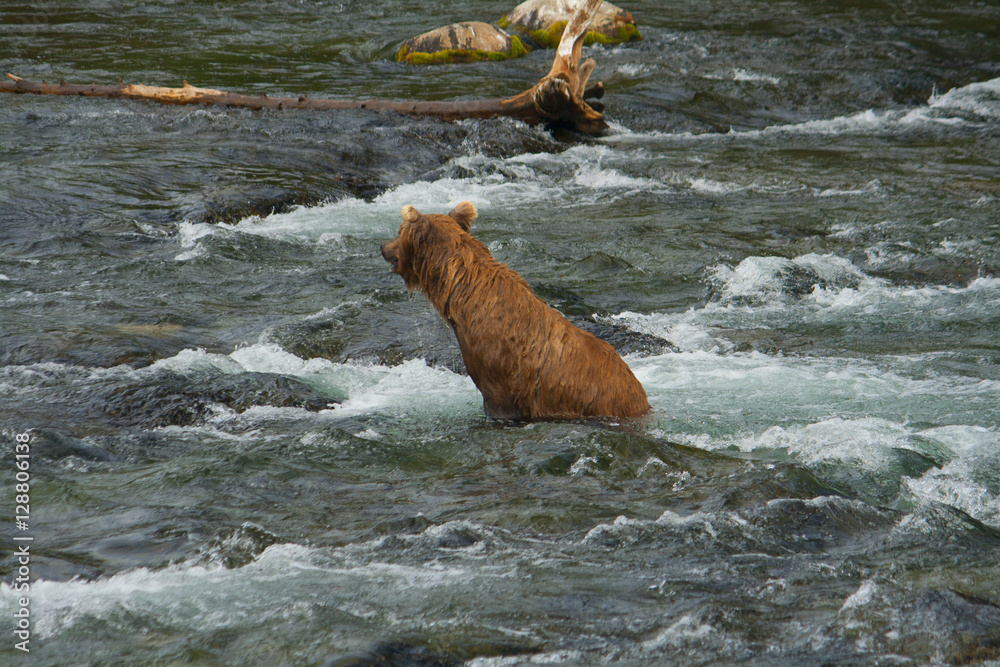 Fototapeta premium Bear Salmon Fishing
