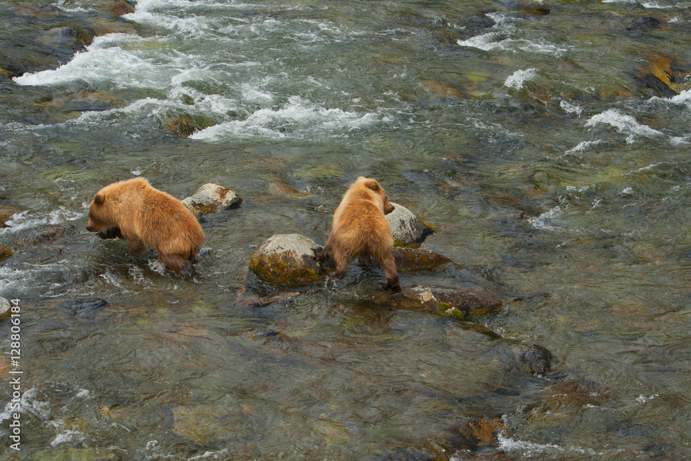 Fototapeta premium Bear Salmon Fishing