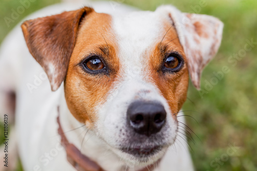 Jack Russell Female Dog Portrait, Expressive Eyes © APS
