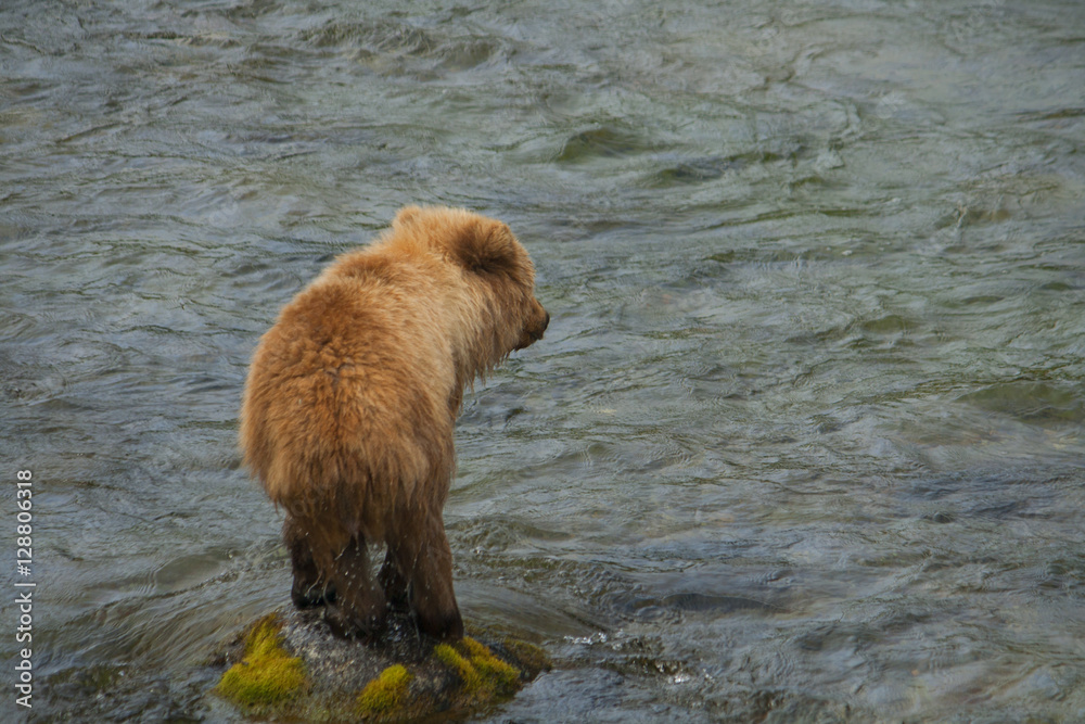 Fototapeta premium Bear Cub Salmon Fishing