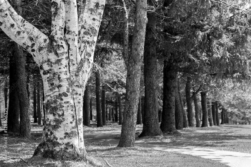 Black and white picture of a row of trees with a white birch in front Black and white picture of a row of trees with a white birch in front