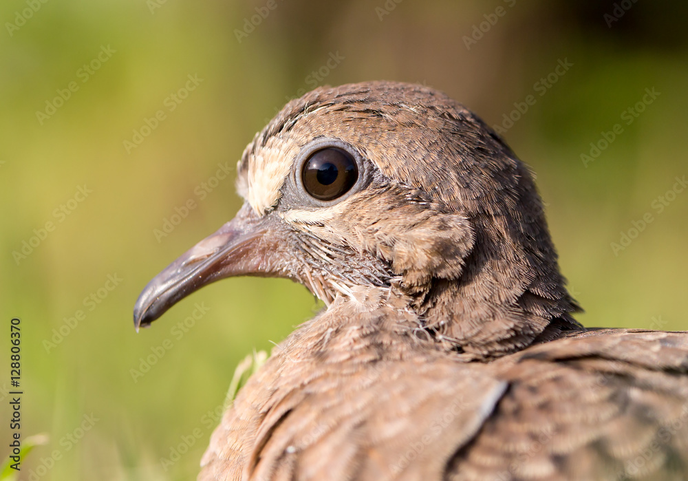 Macro of a turtledove - Shallow depth of field Macro of a turtledove - Shallow depth of field
