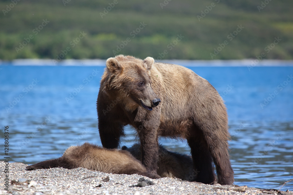 Female bear protects her two cubs. It stand on a river bank. Female bear protects her two cubs. It stand on a river bank.