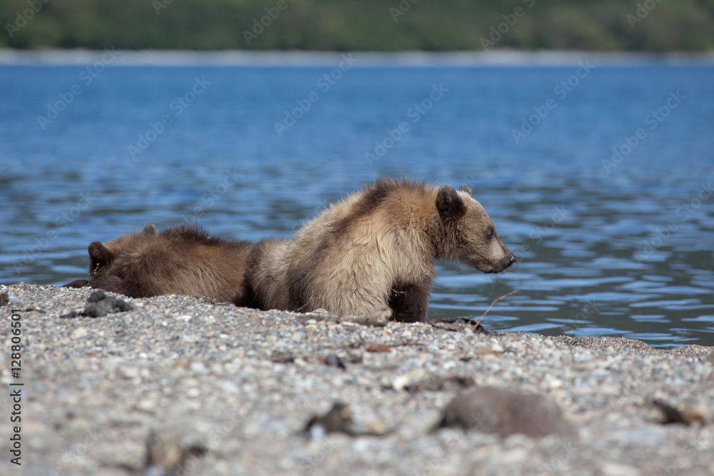 Cute cubs at the lake. Little pretty bears Cute cubs at the lake. Little pretty bears