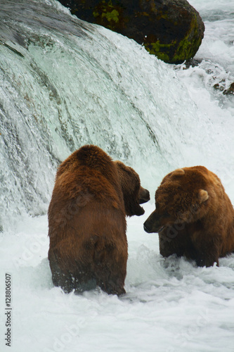Bear Salmon Fishing © erikakirky