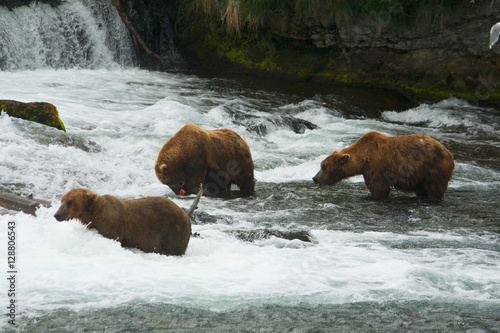 Bear Salmon Fishing