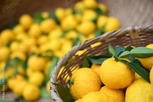 収穫した柚子 4