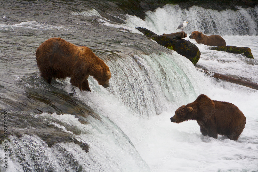 Naklejka premium Bear Salmon Fishing