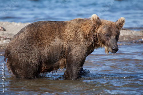 wild brown  bear stands in water © ozerkina