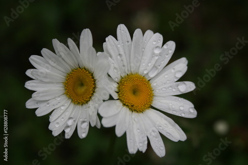 Daisies