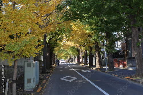 秋の銀杏並木道
