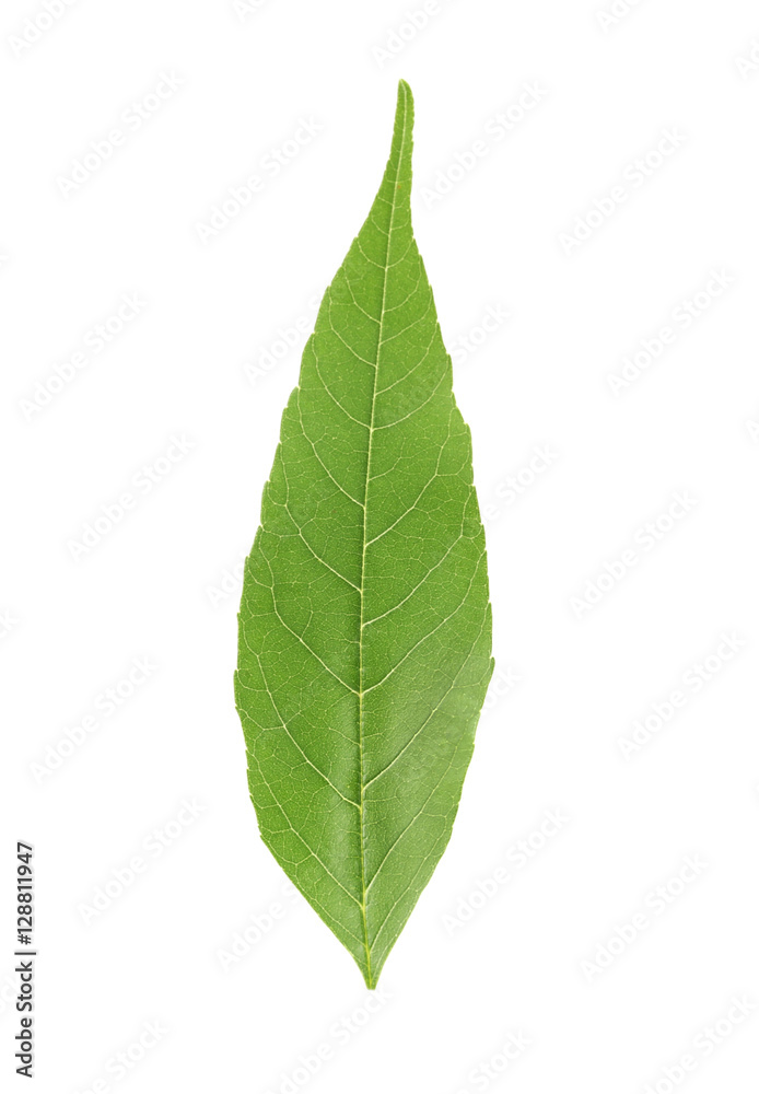 Obraz premium Green leaf, isolated on white