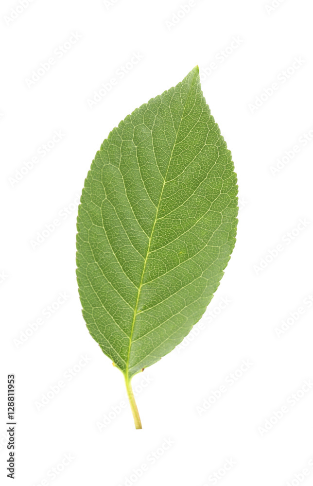 Green leaf, isolated on white Green leaf, isolated on white