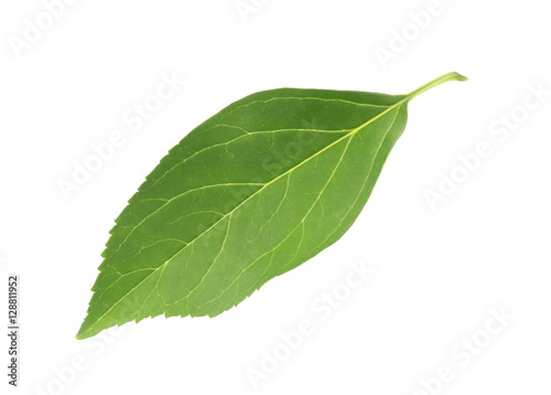 Green leaf, isolated on white
