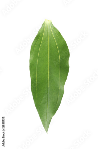 Green leaf  isolated on white