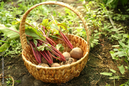 Freshly picked beetroots in a basket on natural background