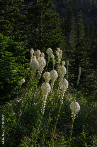 Bear Grass Glacier National Park