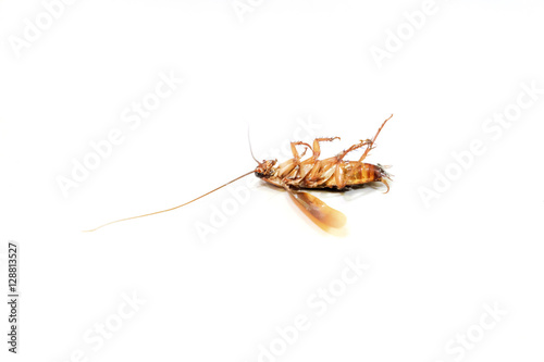 Dead cockroaches on white background © thaporn942