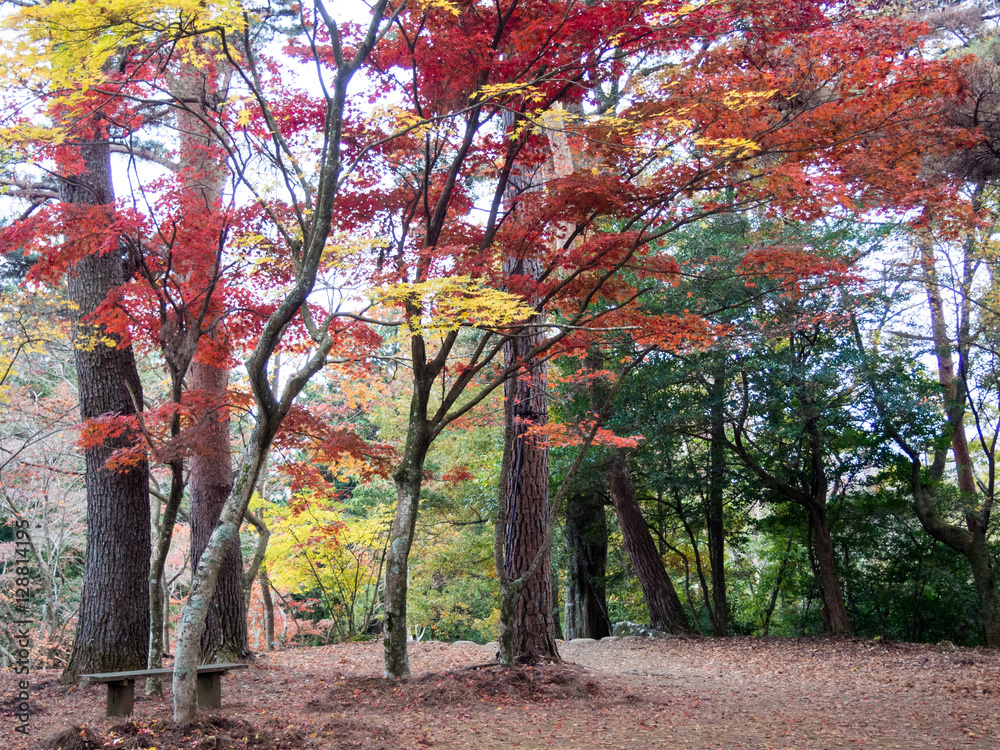 Naklejka premium 伊豆修善寺の紅葉