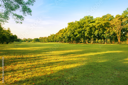 Fototapeta Naklejka Na Ścianę i Meble -  landscape of grass field and green environment public park use a